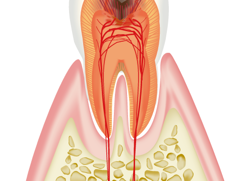 歯の神経のイラスト