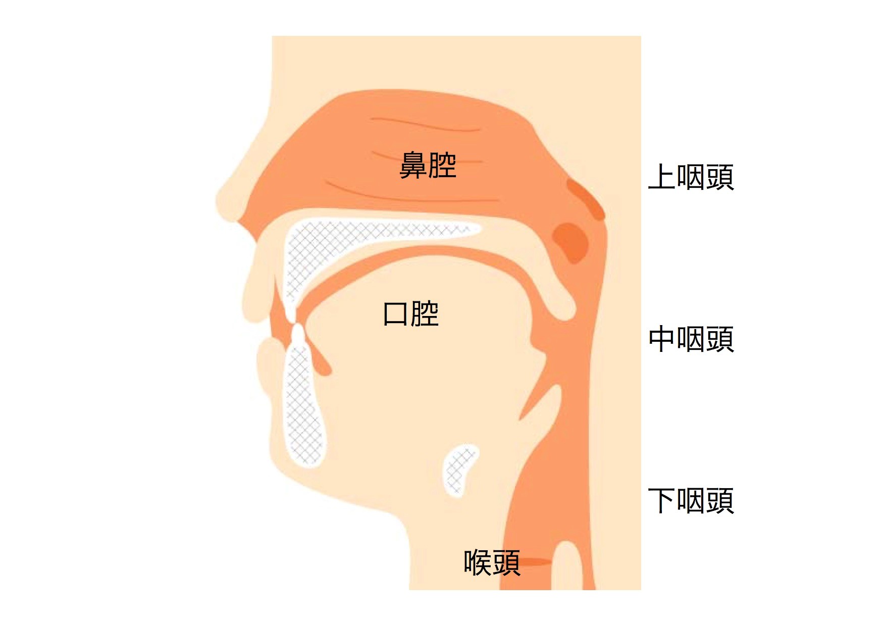 口腔の構造