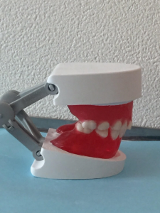 乳歯模型