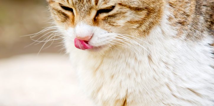 猫舌は治せる 猫舌の原因と改善方法教えます