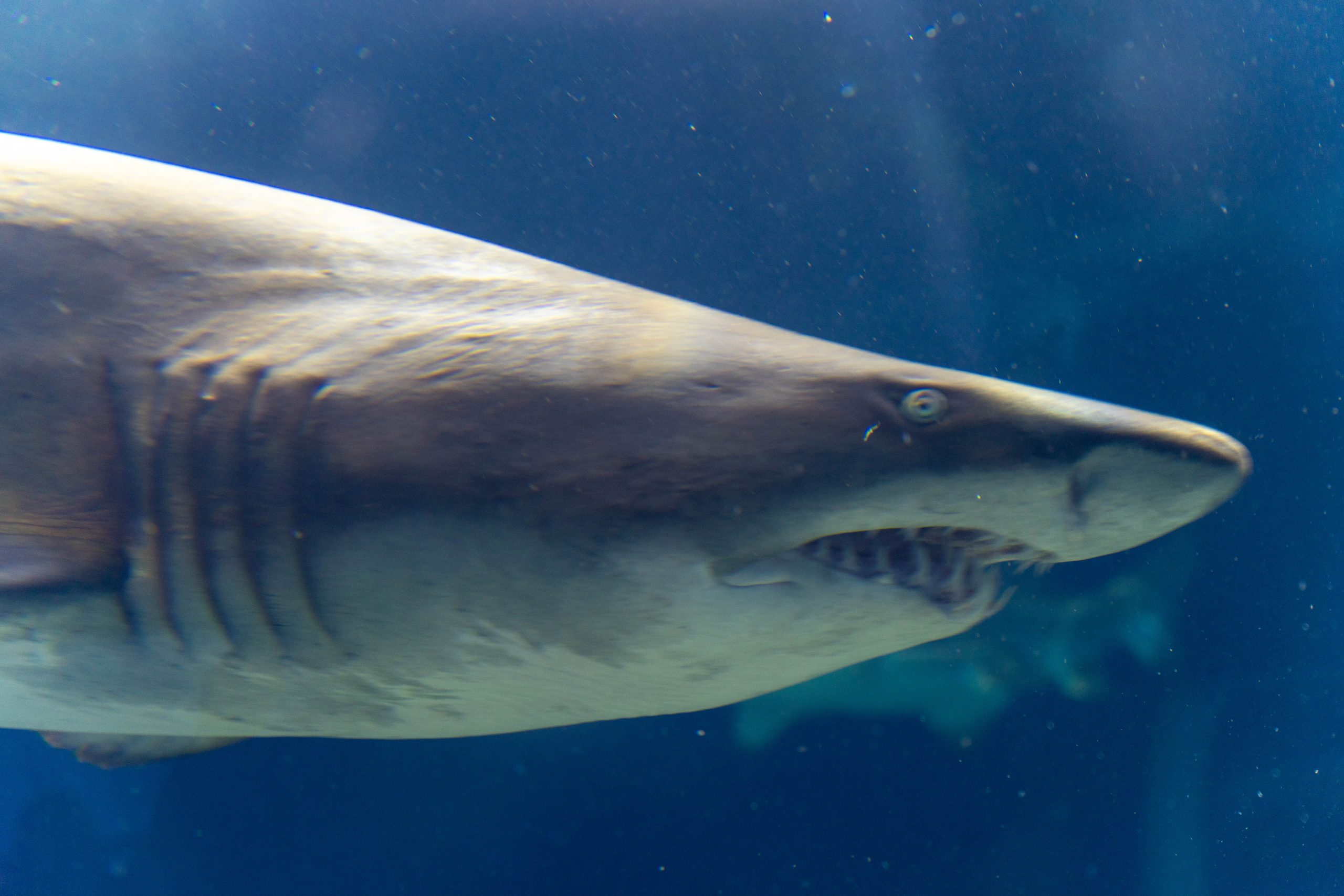 サメの歯 [SG34] カグラザメ